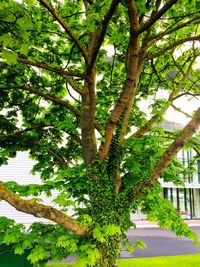 Close-up of tree against sky