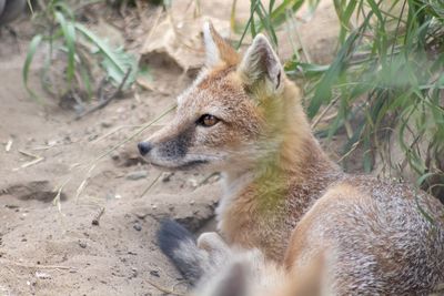 Close-up of swift fox on field