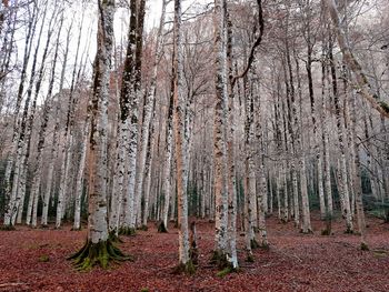 Panoramic shot of trees in forest