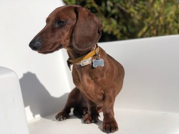 Close-up of dog looking away