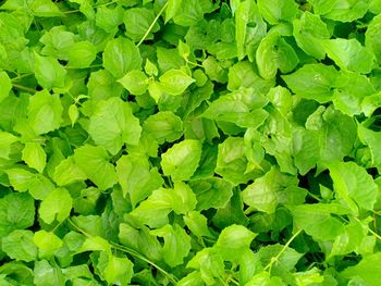 Full frame shot of green leaves