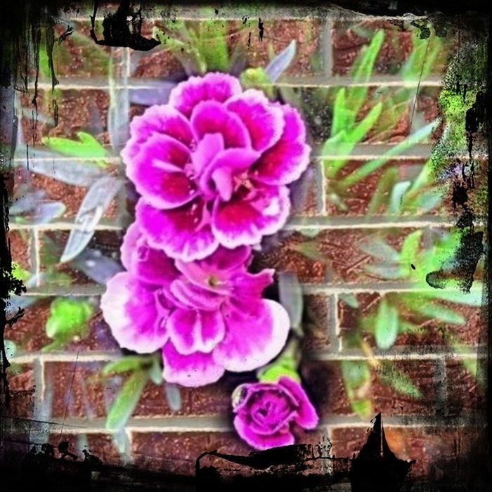 CLOSE-UP OF PINK FLOWERING PLANT LEAVES IN BLOOM