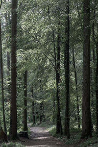 Road amidst trees in forest