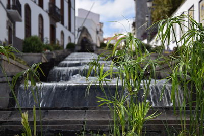 Close-up of plants in city