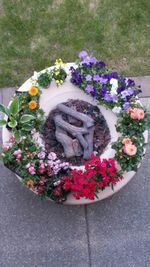 Full frame shot of flowers
