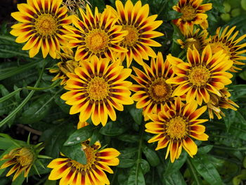 Close-up of yellow flowering plants