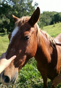 Cropped hand of girl holding horse nose on field