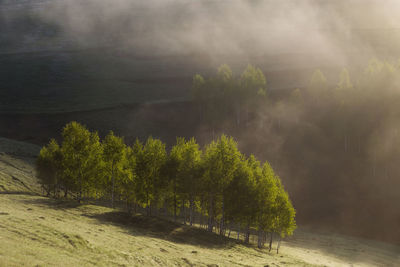 Trees growing on mountain