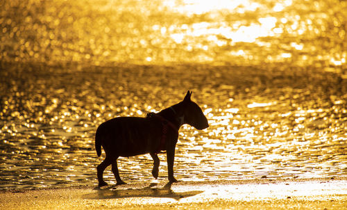 Dogs on road