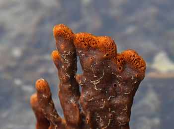 Close-up of orange coral polyp in sea