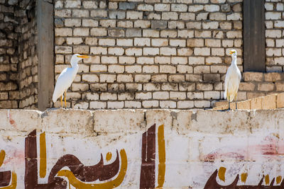 Bird against brick wall