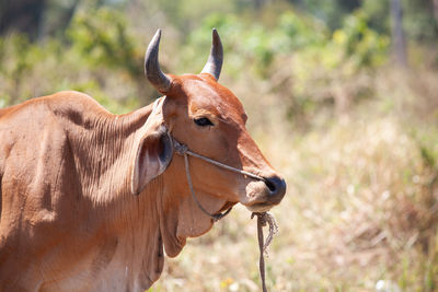 Cow headshot