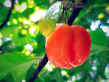 Close-up of strawberry on tree