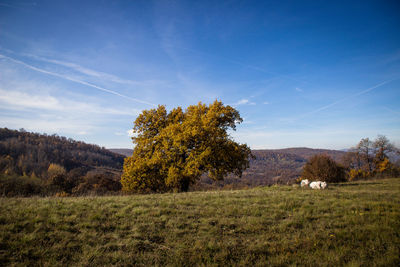 Tree on field against sky