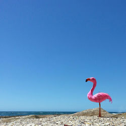 Bird on beach against clear blue sky