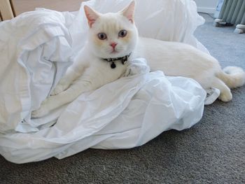 Portrait of white cat