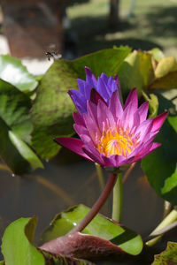 Close-up of lotus water lily in pond