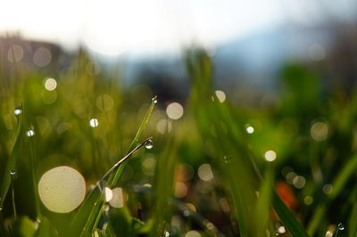 Close-up of raindrops on plants