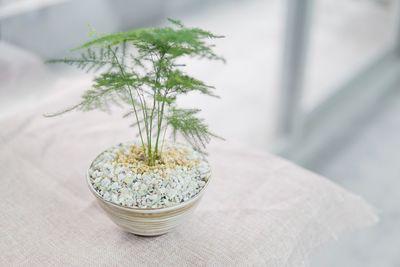 High angle view of houseplant on table