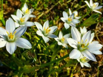 Close-up of white flower