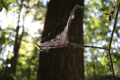 Low angle view of tree trunk in forest