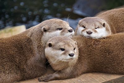 Otters family