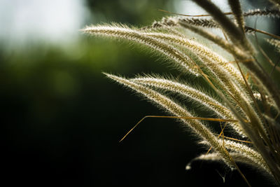 Close-up of stalks against blurred background