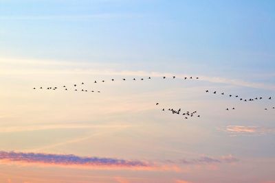 Low angle view of birds flying in sky