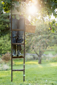 Low section of woman standing on ladder in peach orchard