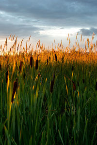 Crops growing on field against sky