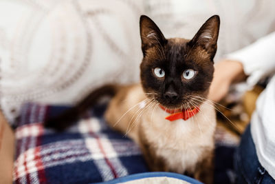 Portrait of cat at home