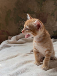 Cat looking away on bed