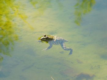 Close-up of turtle swimming in lake