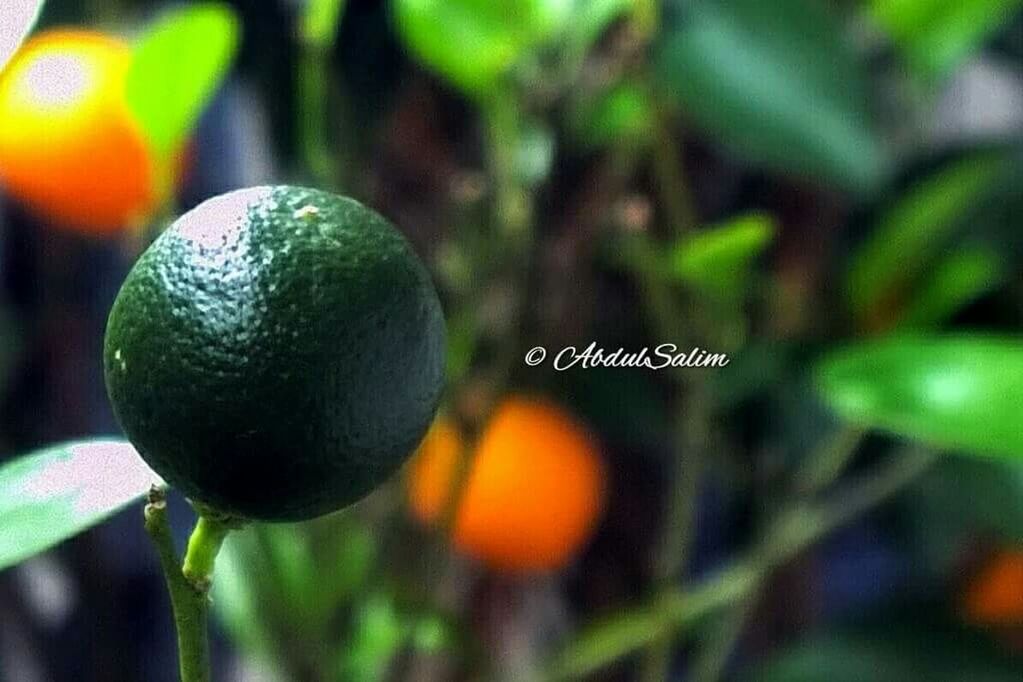 close-up, focus on foreground, green color, growth, selective focus, nature, plant, leaf, outdoors, beauty in nature, no people, grass, freshness, day, sphere, field, sunlight, green, tree, tranquility