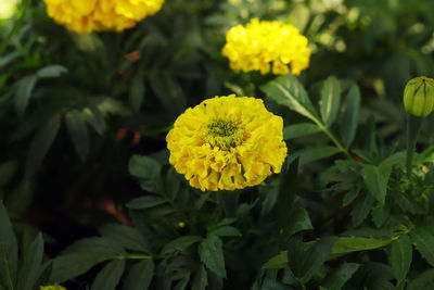 Close-up of yellow flowering plant