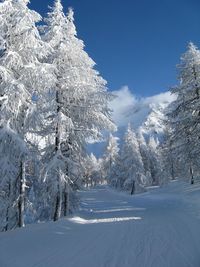 Snow covered pine trees against sky