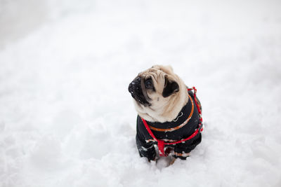 High angle view of pug on snow covered field