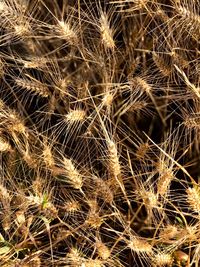 Full frame shot of plants growing on field