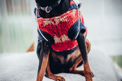 Close-up of mid section of black dog wearing clothes