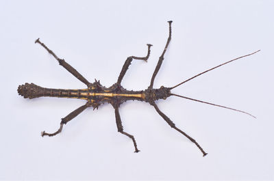 Close-up of insect against white background