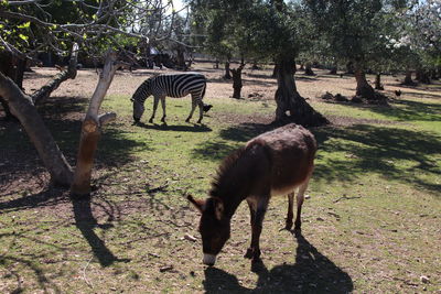 Deer standing on field