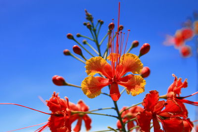 Low angle view of flowering plants against blue sky