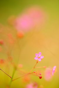 Close-up of pink flower blooming outdoors