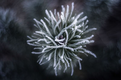 Close-up of frozen flower