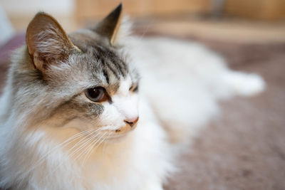 Close-up of a cat looking away