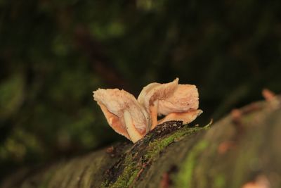 Close-up of green leaves on tree trunk