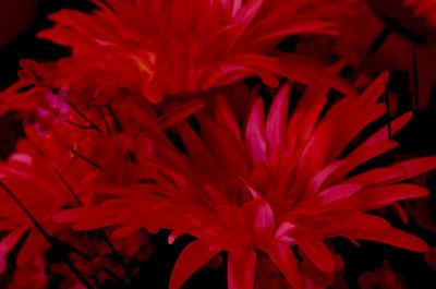 Close-up of red flowers