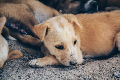 Close-up of a dog resting