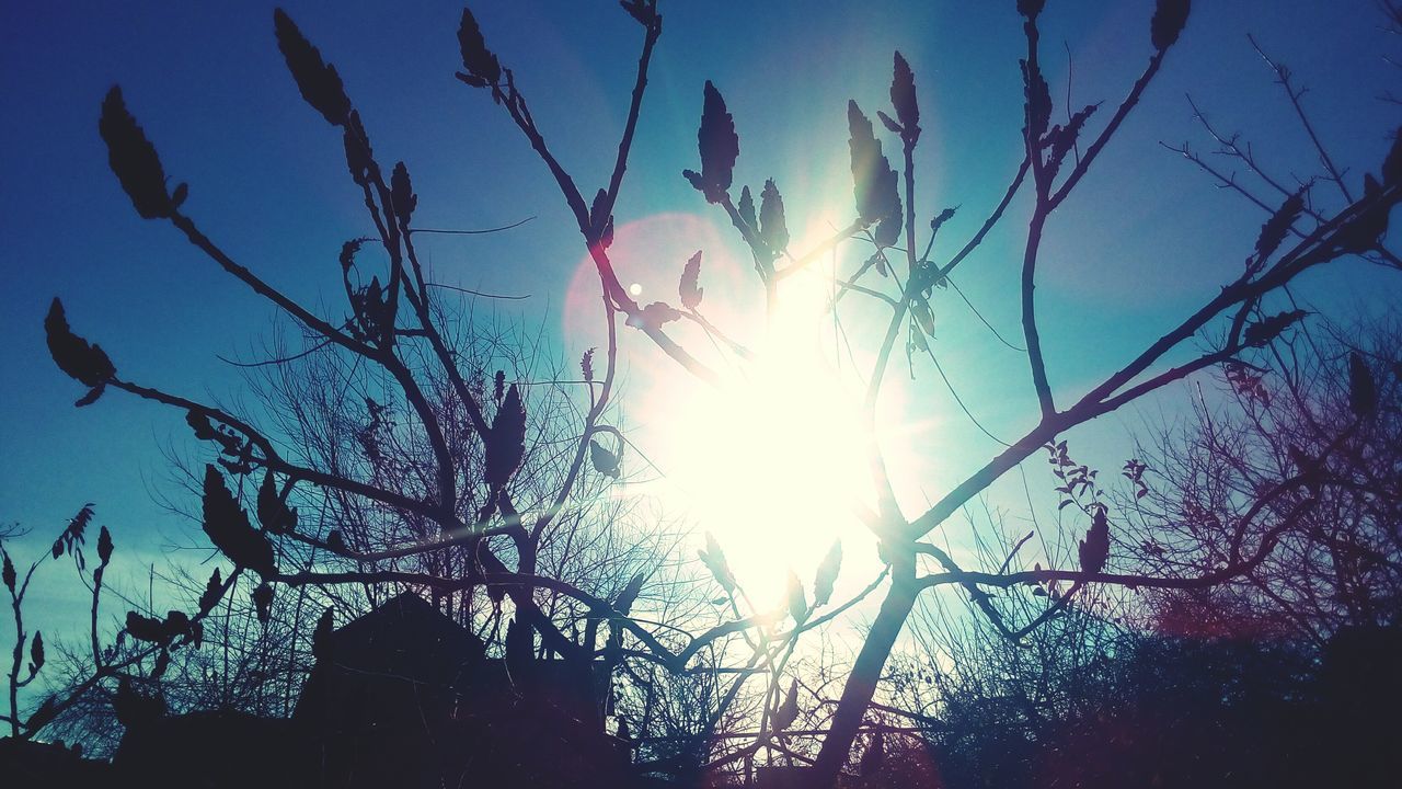 sunlight, low angle view, sky, tree, growth, nature, no people, sun, outdoors, clear sky, day, sunset, close-up, branch, plant, sunbeam, beauty in nature