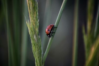 Close-up of ladybug on grass